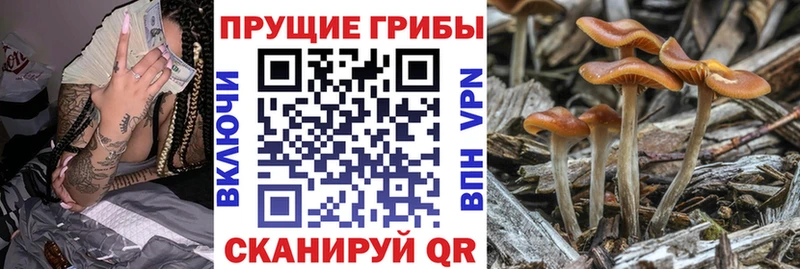 купить цена Няндома Псилоцибиновые грибы ЛСД